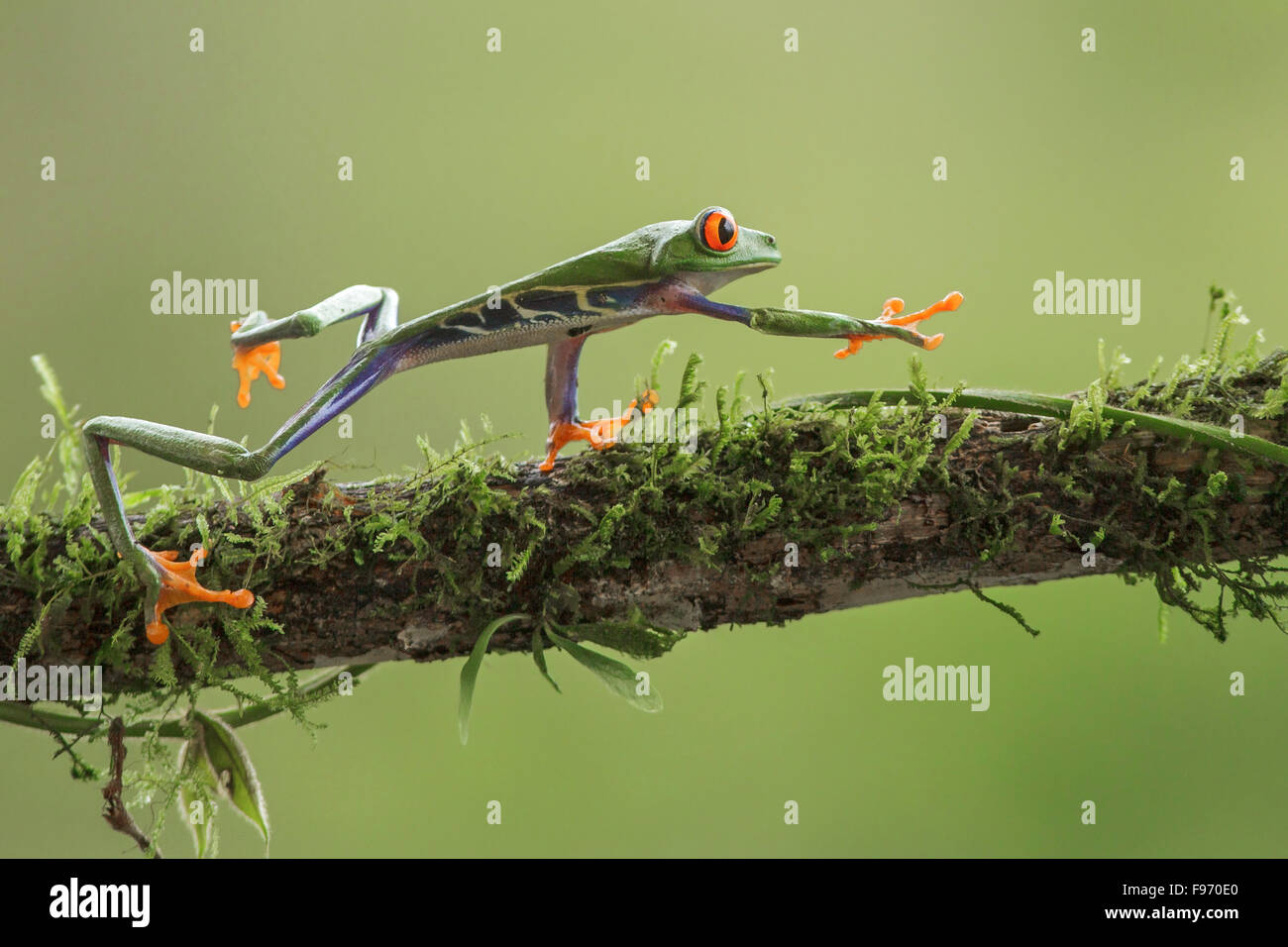 Macro Redeyed Tree Frog posado en una rama en Costa Rica Foto de stock