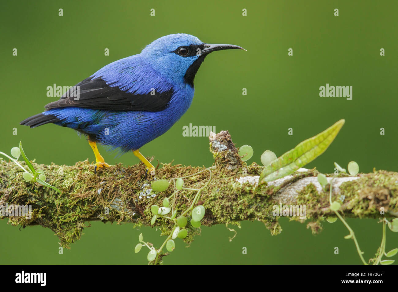 El mielero brillante (Cyanerpes lucidus) posado en una rama en Costa Rica. Foto de stock