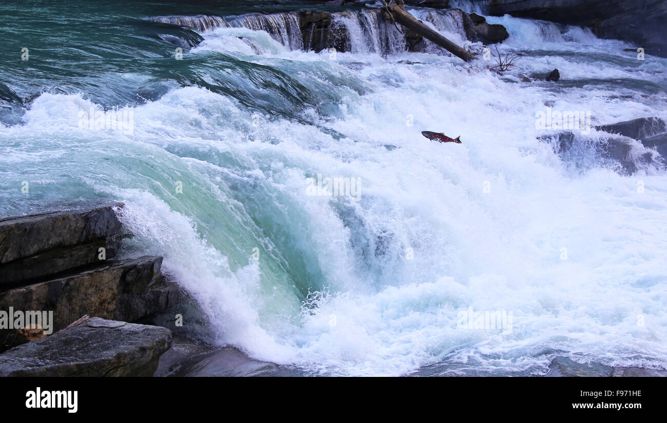 Salmones saltando la retaguardia cae el salmón del río Fraser ejecutar Foto de stock