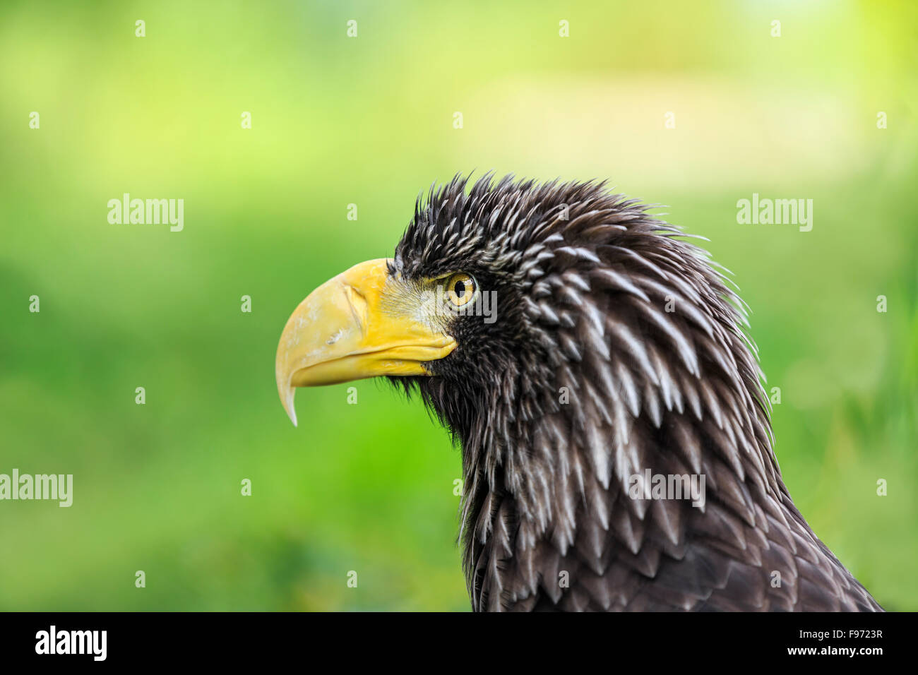 águila calva steller fotografías e imágenes de alta resolución - Alamy