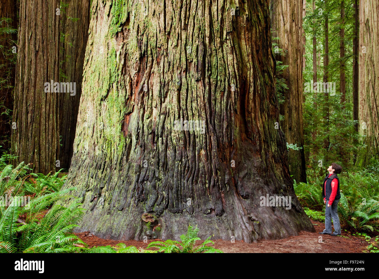 Secoyas Gigantes (Sequoioideae ) en Jedediah Smith Redwoods State Park, California, EE.UU. Foto de stock