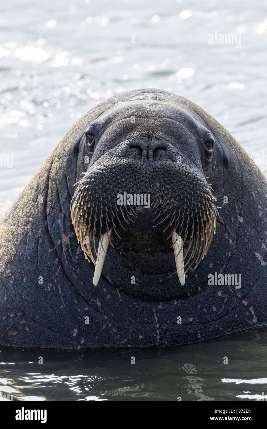 La Morsa Femenina Mira La Cámara Foto de archivo - Imagen de archipiélago,  miradas: 183546560