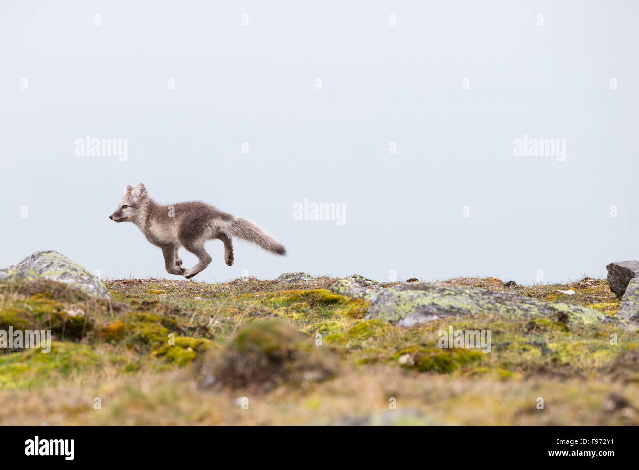 Zorro ártico (Alopex lagopus), en el verano de pelaje, correr, montar Ossian Ossian Sarsfjellet (Sars), el archipiélago de Svalbard, Arctic Foto de stock