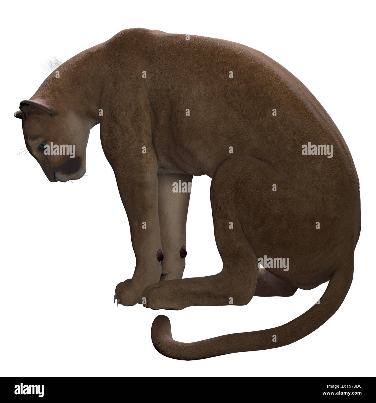 El Puma, también llamado león de montaña o puma es un depredador de  emboscada y persigue una amplia variedad de presas Fotografía de stock -  Alamy