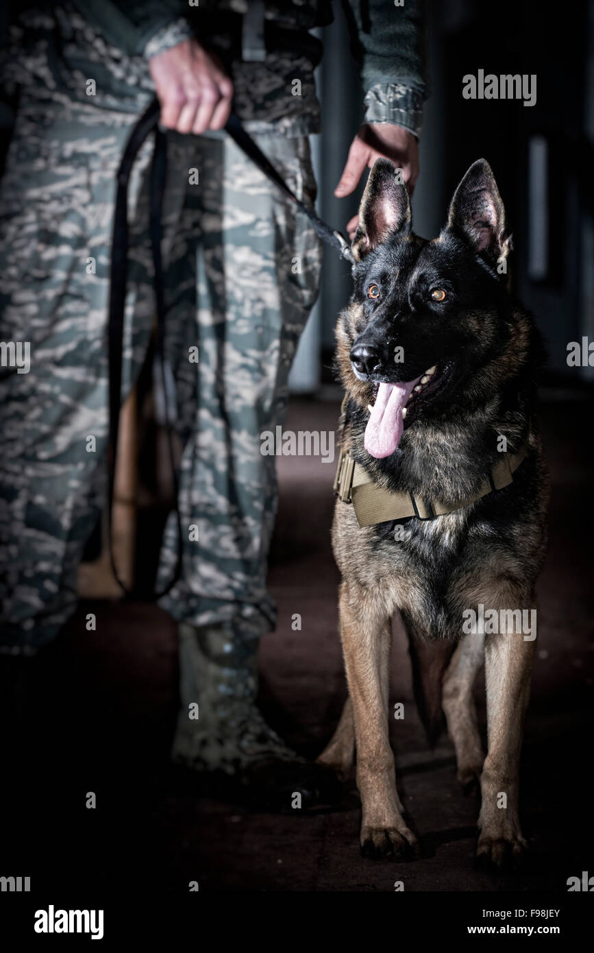 Una Fuerza Aérea de las fuerzas de seguridad K-9 handler, y su perro de trabajo militar, están juntos. Foto de stock