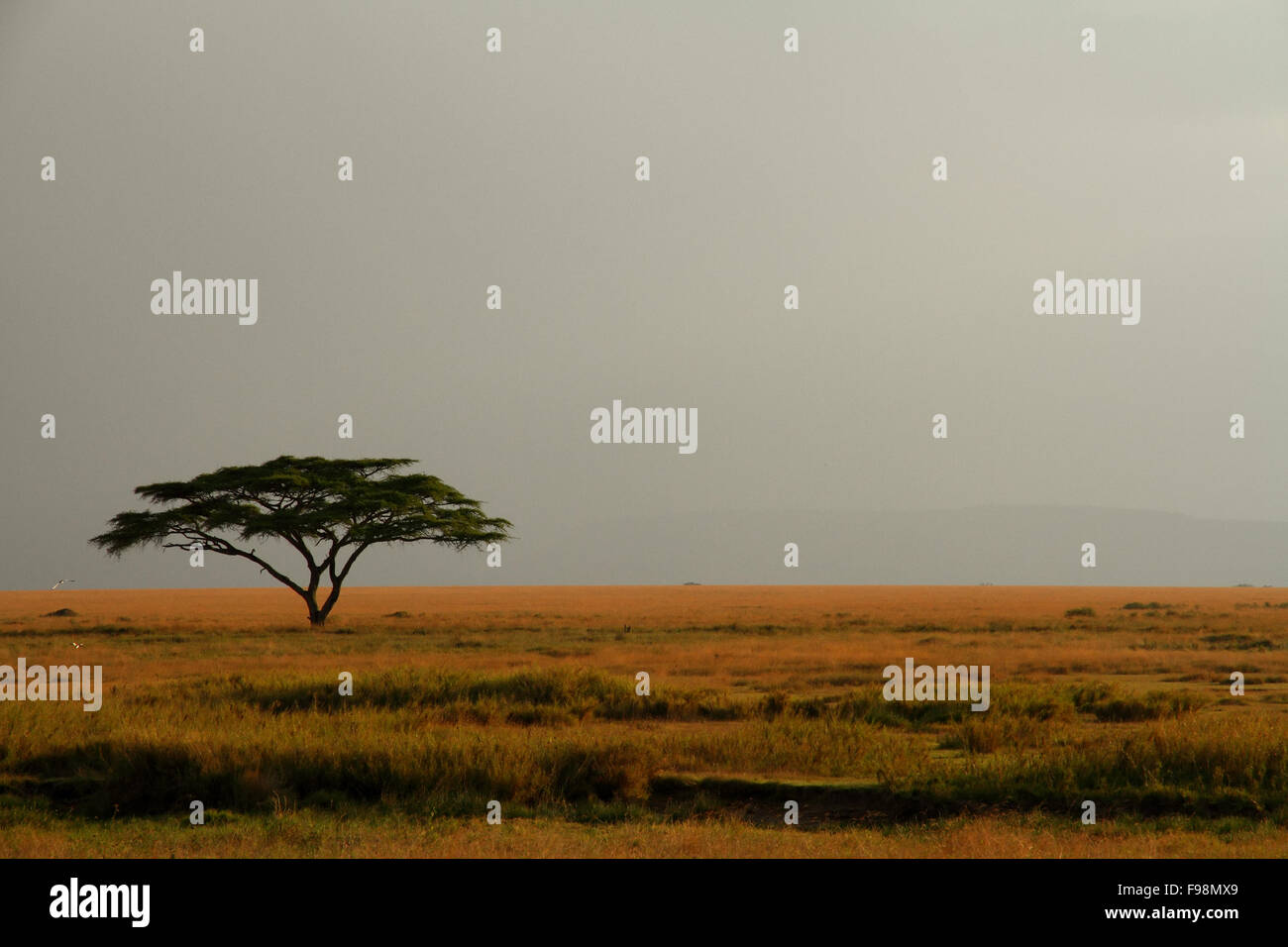 Un solitario árbol de acacia en el Serengeti contra un cielo brumoso y expansivo. Foto de stock