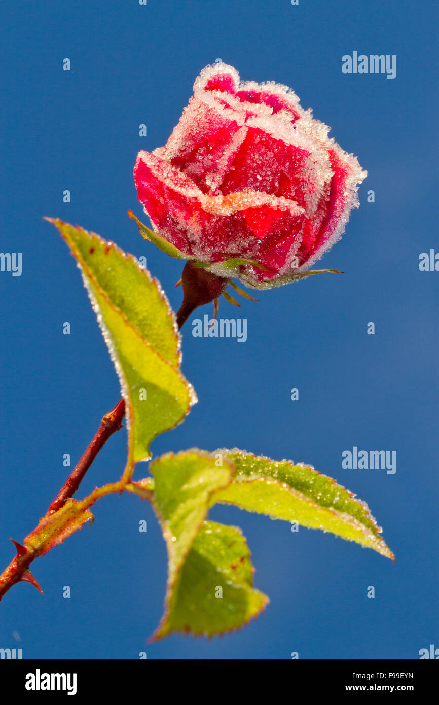 Flores naturales rosa fotografías e imágenes de alta resolución - Alamy