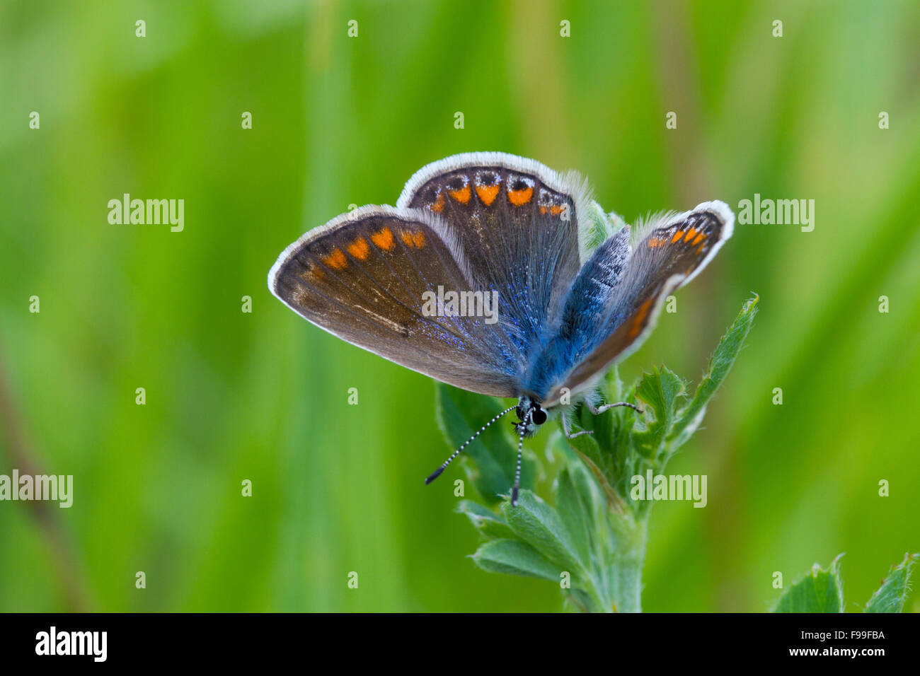 Mariposa Azul común (Polyommatus icarus) hembras adultas. En el Causse de Gramat, región de Lot, Francia. De mayo. Foto de stock