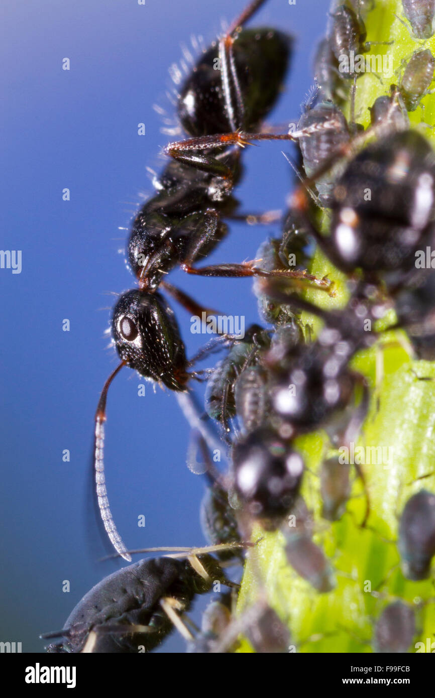 Carpenter ant (siendo Camponotus piceus) trabajador adulto tendiendo los áfidos en un tallo. El causse de Gramat, Macizo Central, región de Lot, Francia. Foto de stock