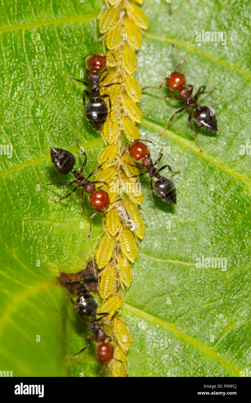 La hormiga Crematogaster scutellaris trabajadores adultos cuidando los áfidos en una hoja de nogal. El causse de Gramat, Francia. Foto de stock