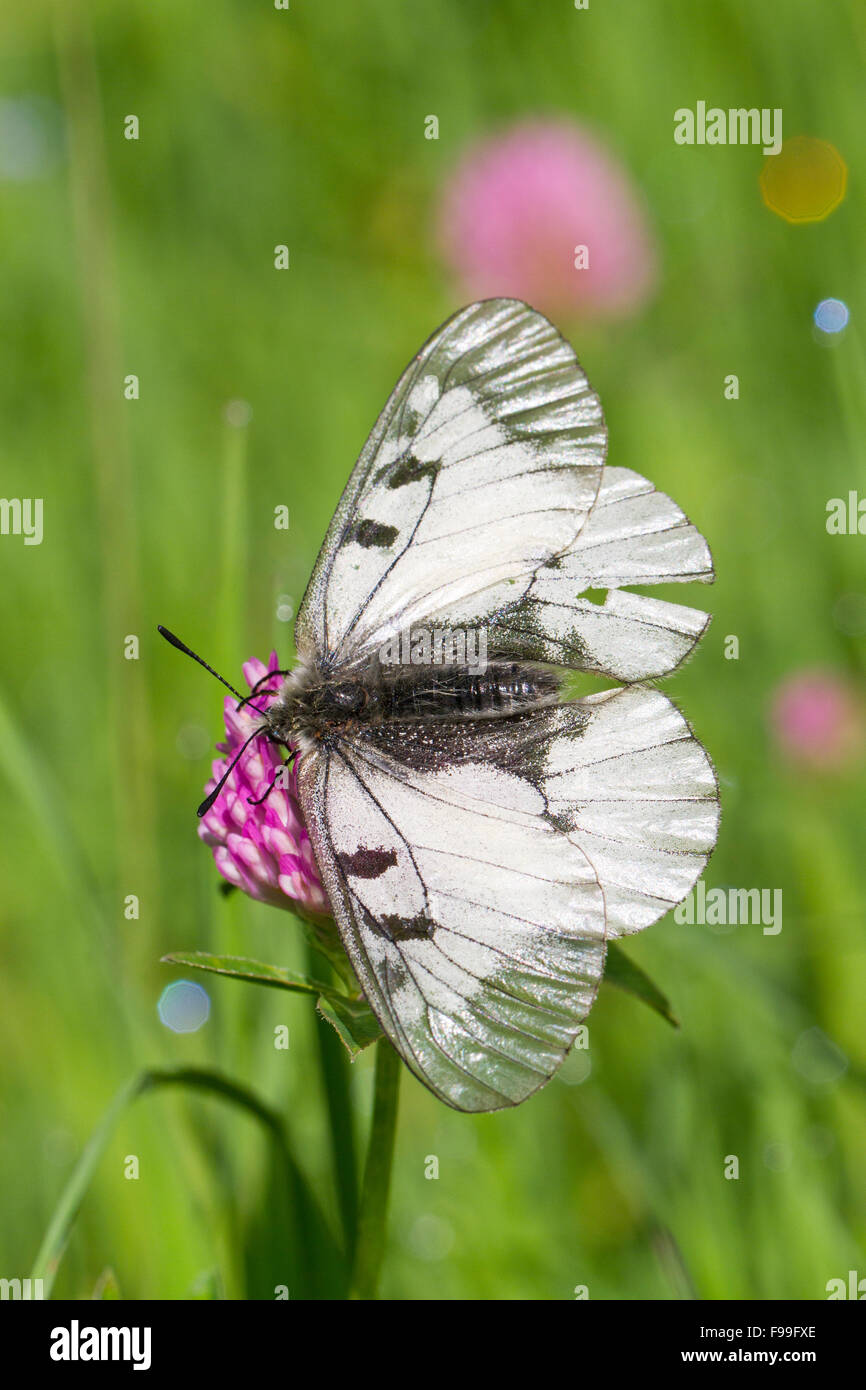 Mariposa Apolo nublado (Parnassius mnemosyne) adulto alimentándose en una pradera. Ariege Pyrenees, Francia. De junio. Foto de stock