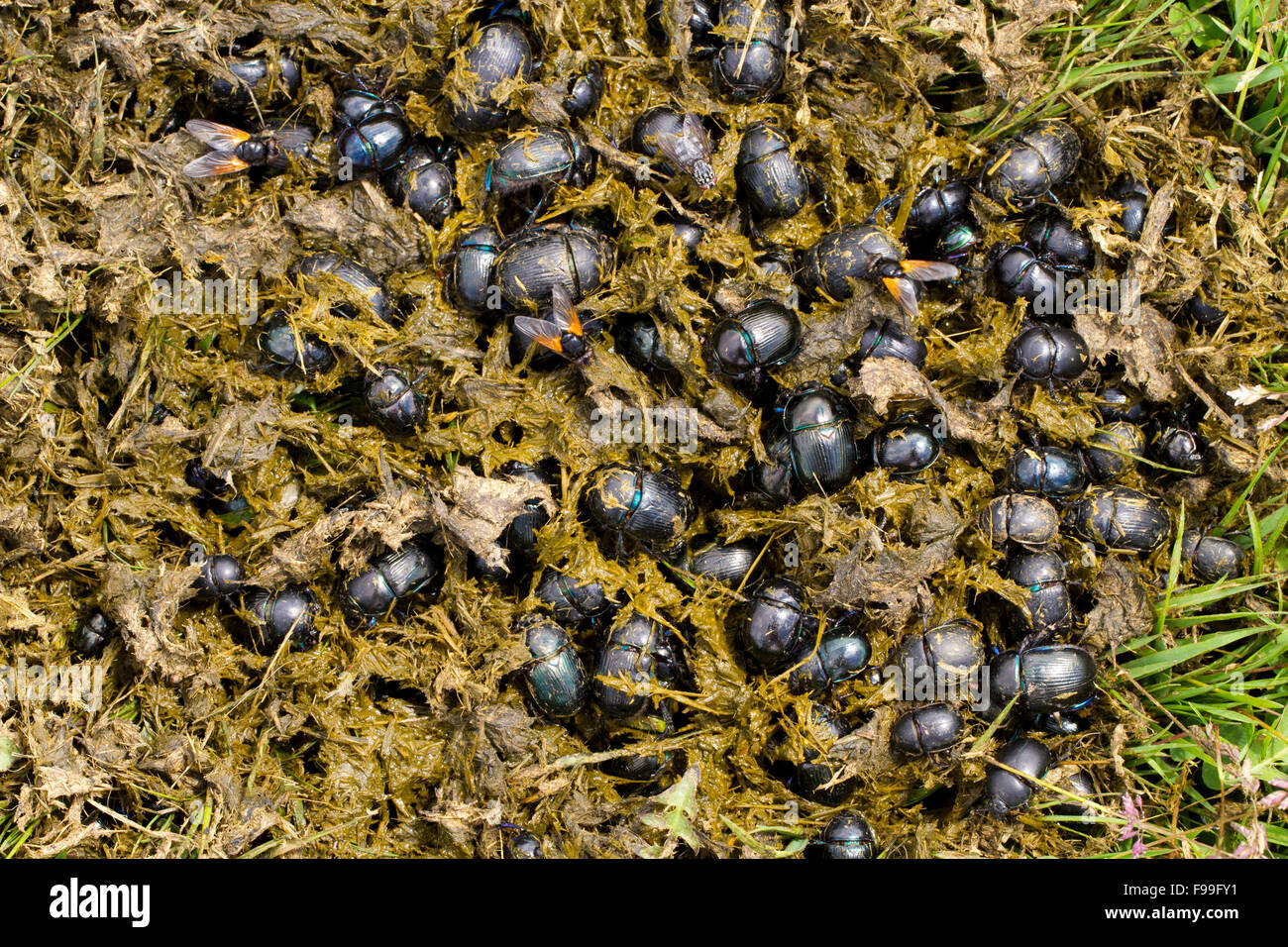 Los escarabajos (varias especies) Geotrupes adultos aglutinados en estiércol de vaca fresco desde el primer ganado en una pradera alpina. Foto de stock