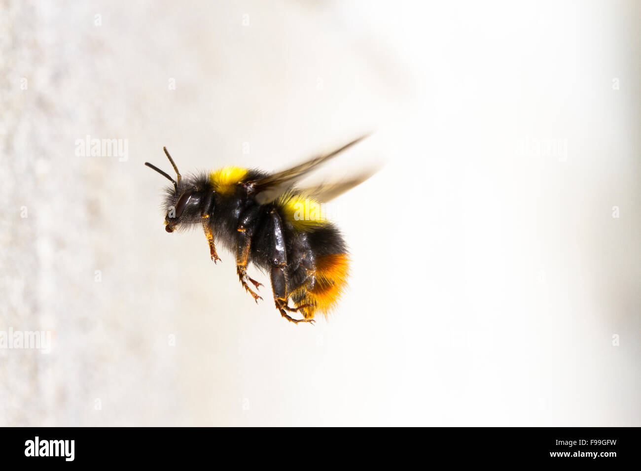 A principios de abejorros (Bombus pratorum) trabajador adulto en vuelo, acercándose a la entrada del nido en un muro de hormigón. Foto de stock