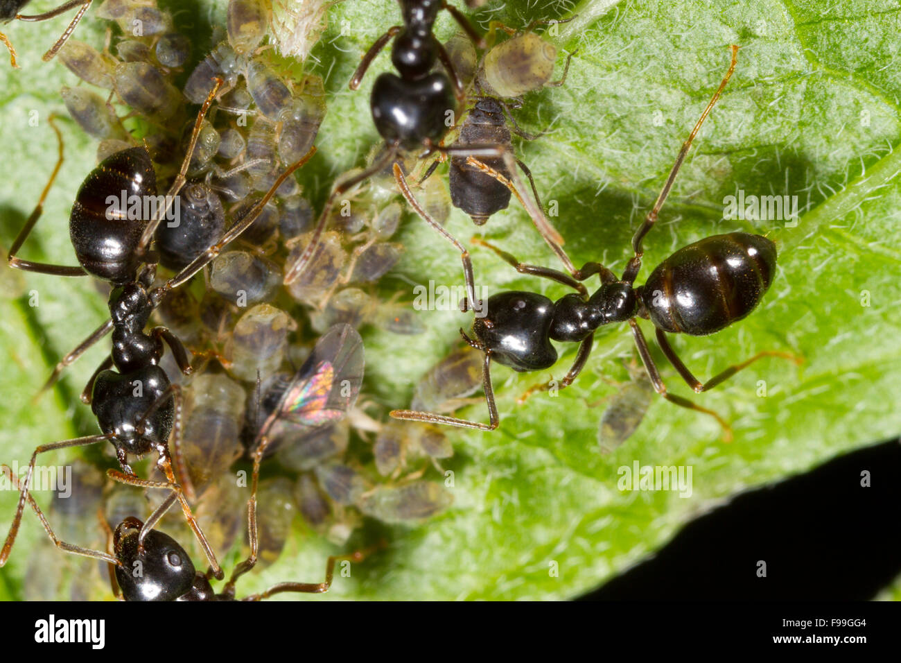 Jet hormiga negra (Lasius fuliginosus) los trabajadores adultos cuidando los áfidos en una hoja de sauce. Ariege Pyrenees, Francia. De junio. Foto de stock