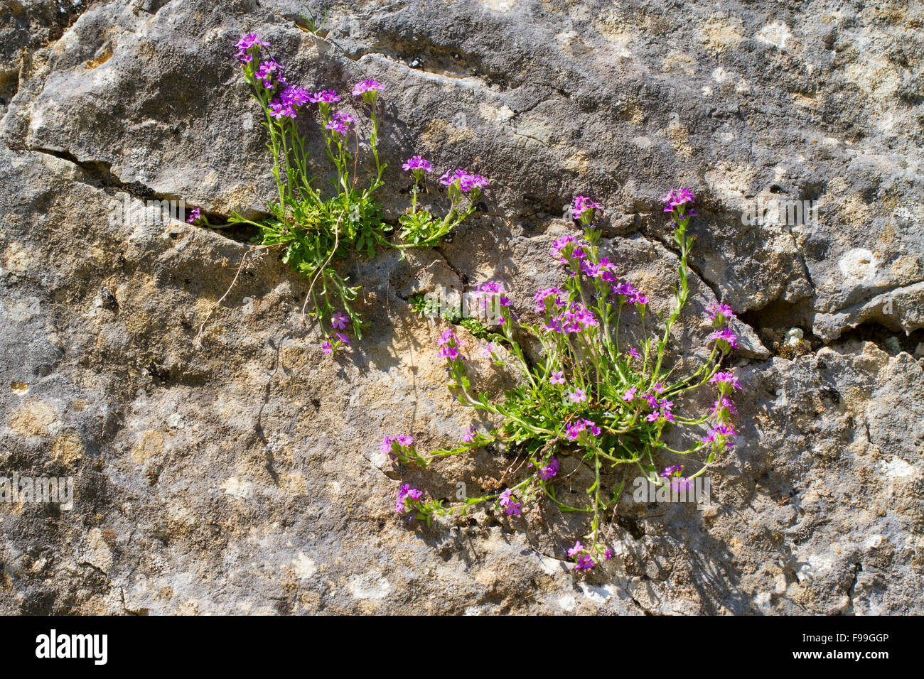 Hada Foxglove (Erinus alpinus), flores que crecen fuera de una fisura en un rockface de piedra caliza. Aude, Pirineos franceses Francia, Junio. Foto de stock