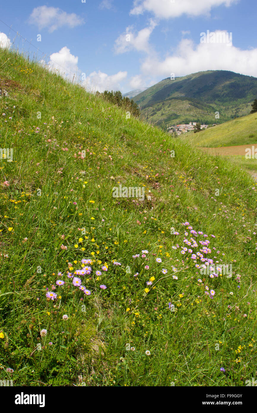 Áster alpino (Aster alpinus) y otras flores silvestres florece en un prado cerca de un pueblo de montaña. El COMUS, Aude Pirineos, Francia. Foto de stock