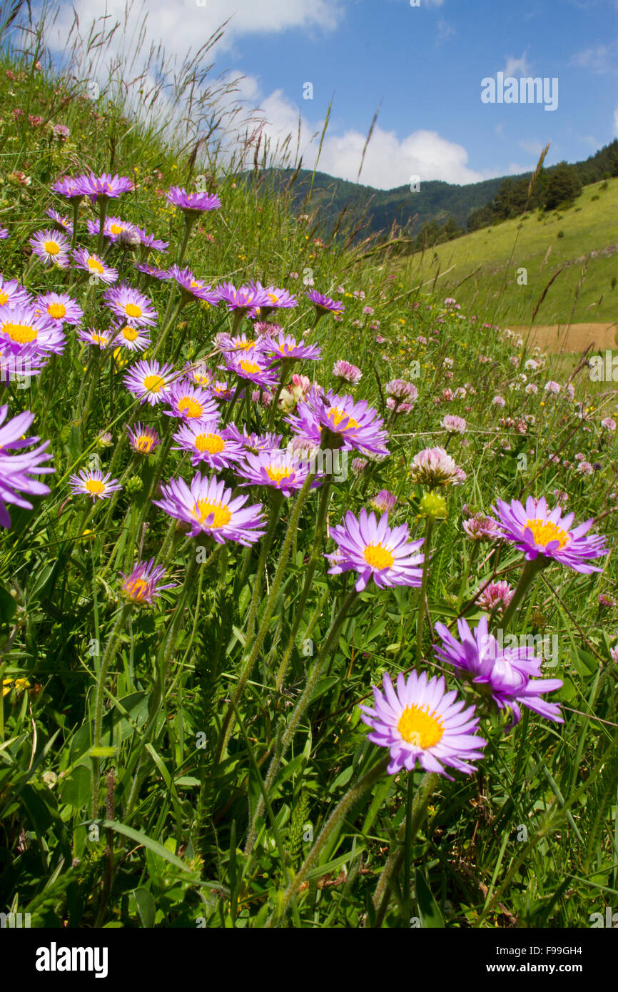 Áster alpino (Aster alpinus) y otras flores silvestres florece en una pradera. El COMUS, Aude Pirineos, Francia. De junio. Foto de stock