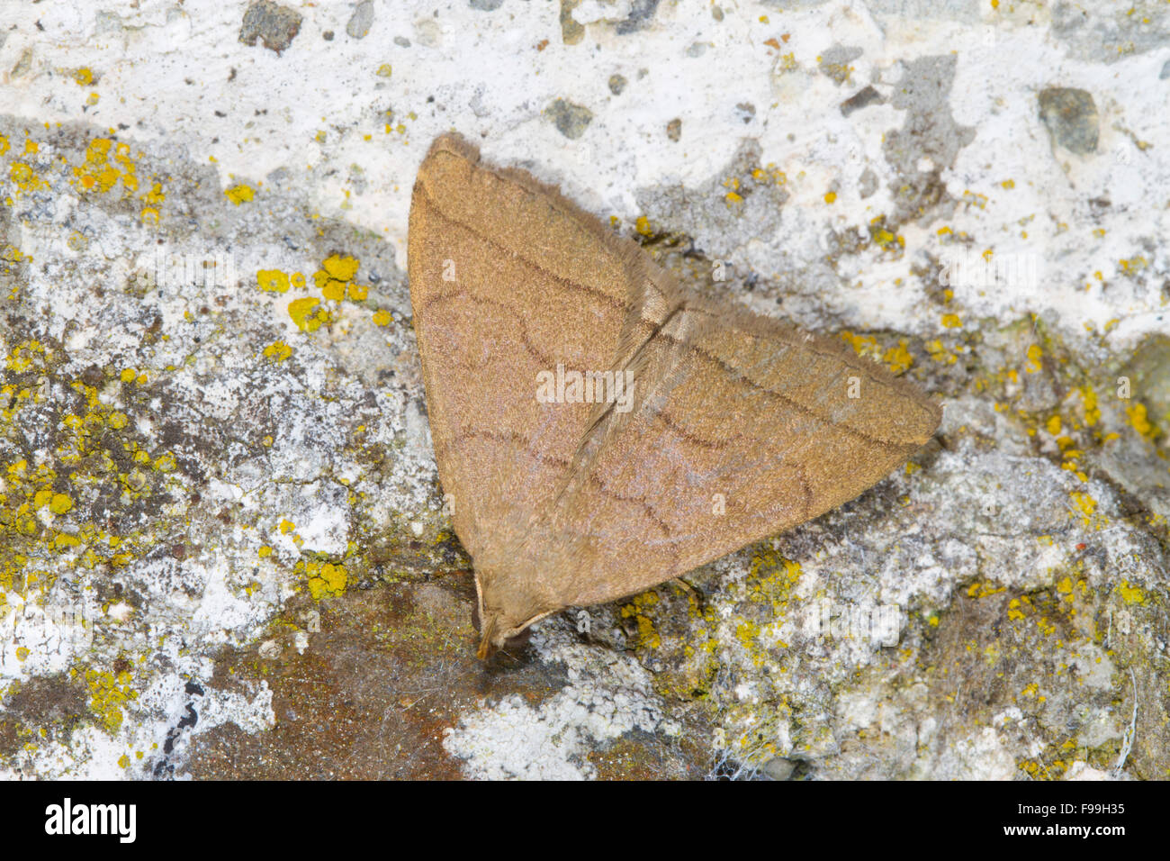 El ventilador de pie (Herminia tarsipennalis) polilla adulta descansando sobre una pared de piedra. Powys, Gales. Julio. Foto de stock