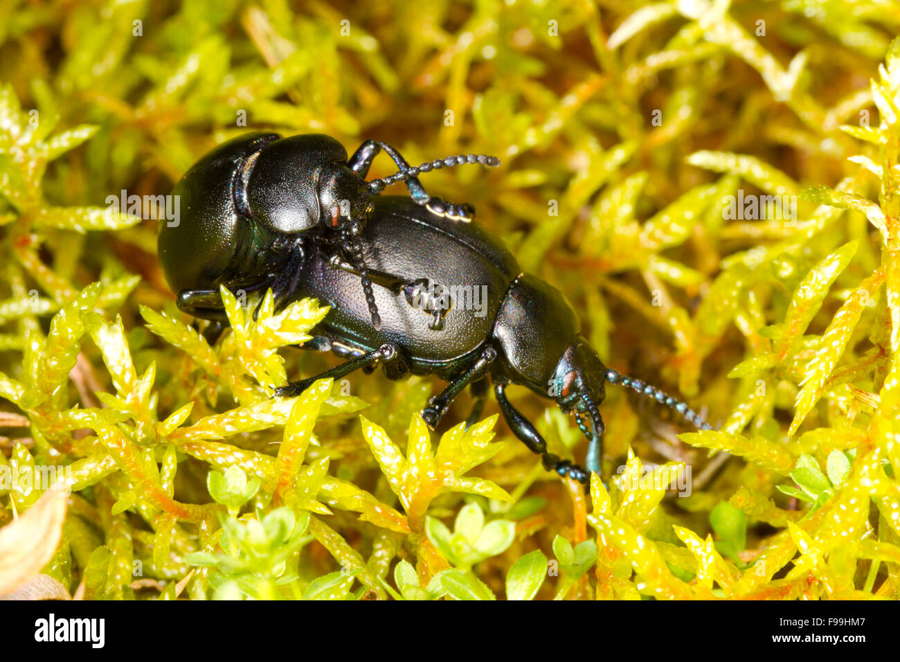 Nariz sangrienta Timarcha tenebricosa coleópteros (escarabajos) adulto el apareamiento entre el musgo. Powys, Gales, Julio. Foto de stock