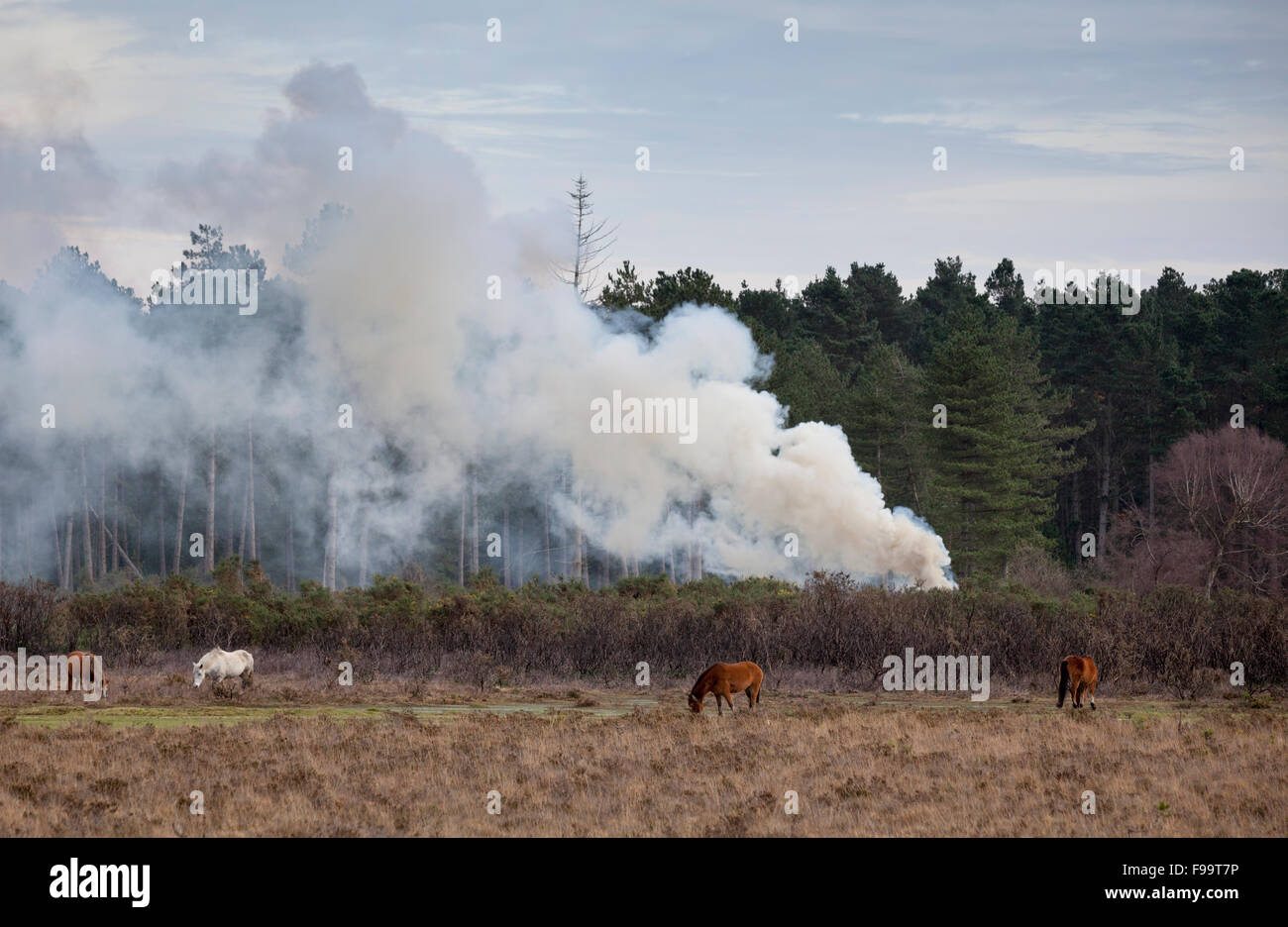 El humo de la quema controlada en el nuevo bosque utilizada para administrar el bosque Foto de stock