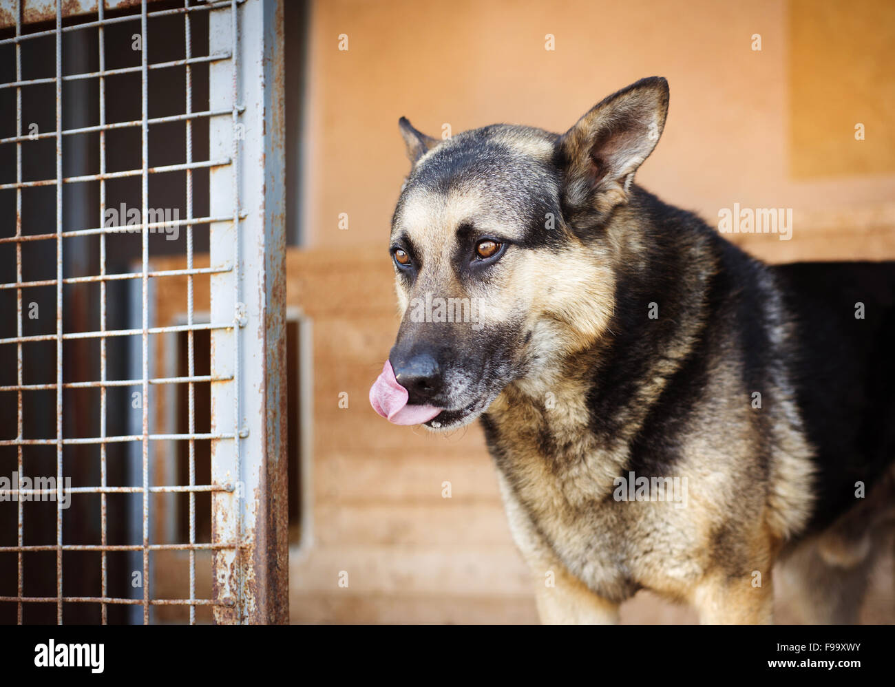 Adoptar un perro fotografías e imágenes de alta resolución - Página 10 -  Alamy