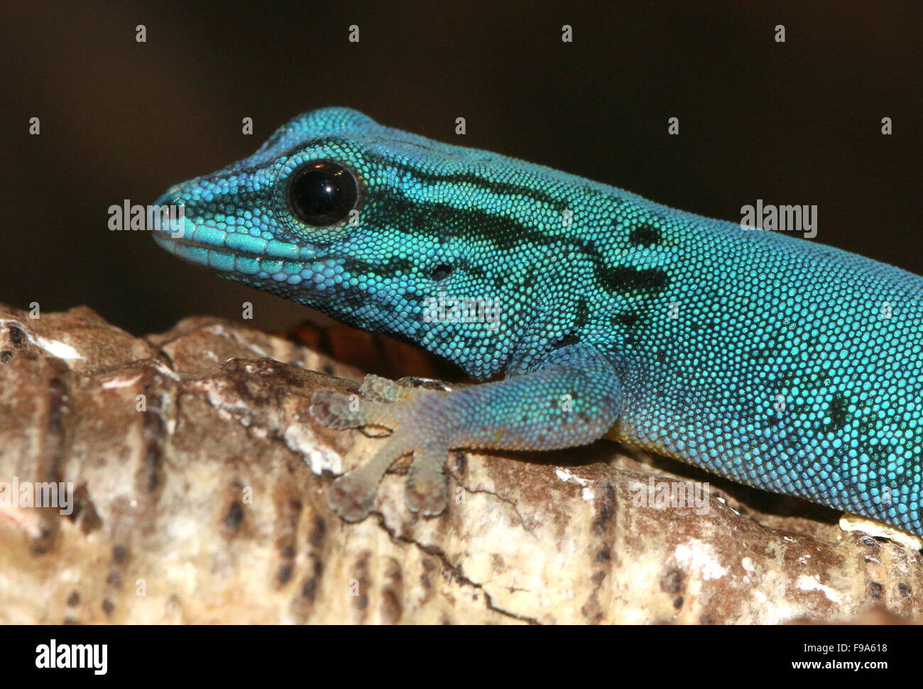 Geco enano turquesa de Tanzanía o William's dwarf gecko (Lygodactylus williamsi) Foto de stock