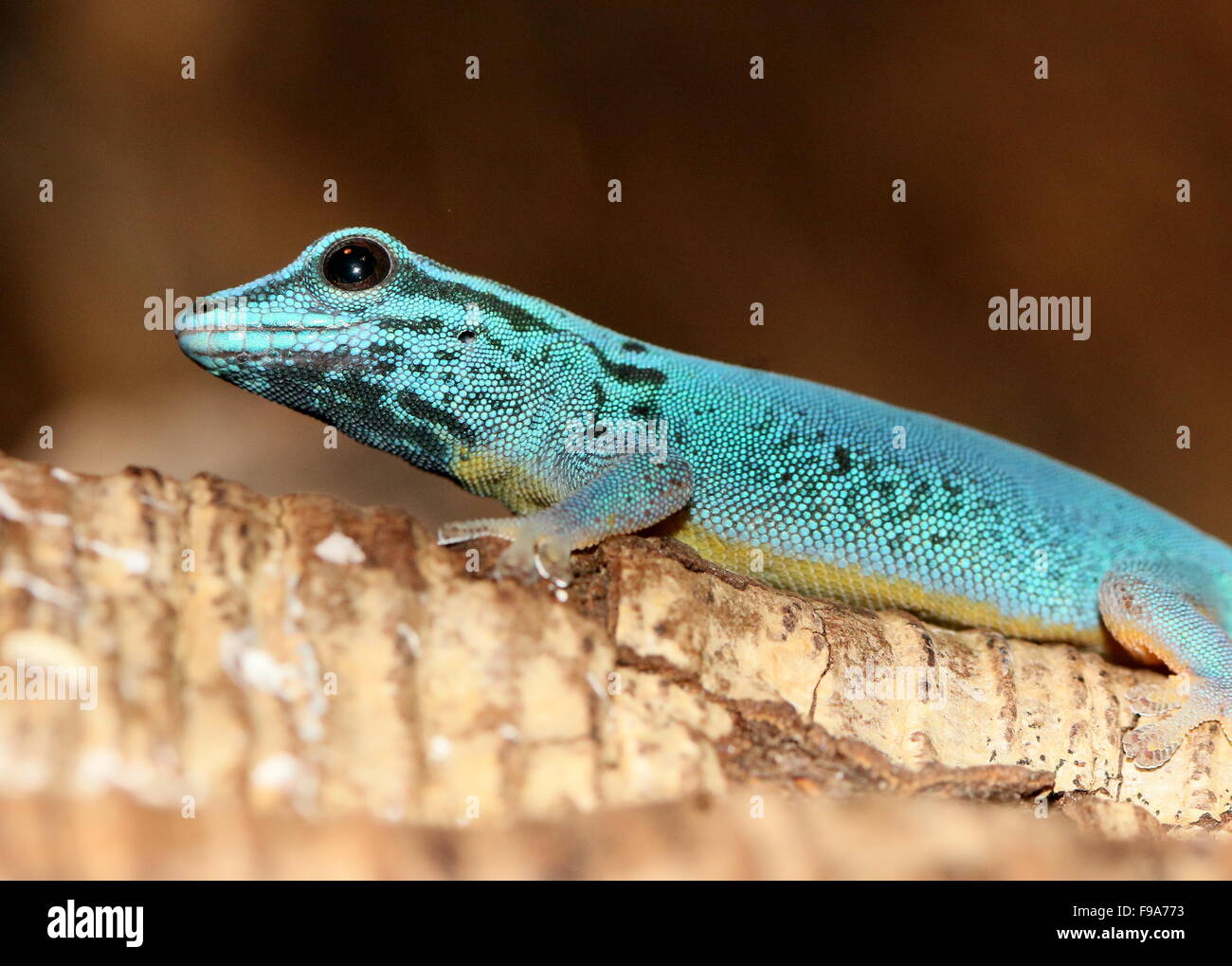 Geco enano turquesa de Tanzanía o William's dwarf gecko (Lygodactylus williamsi) Foto de stock