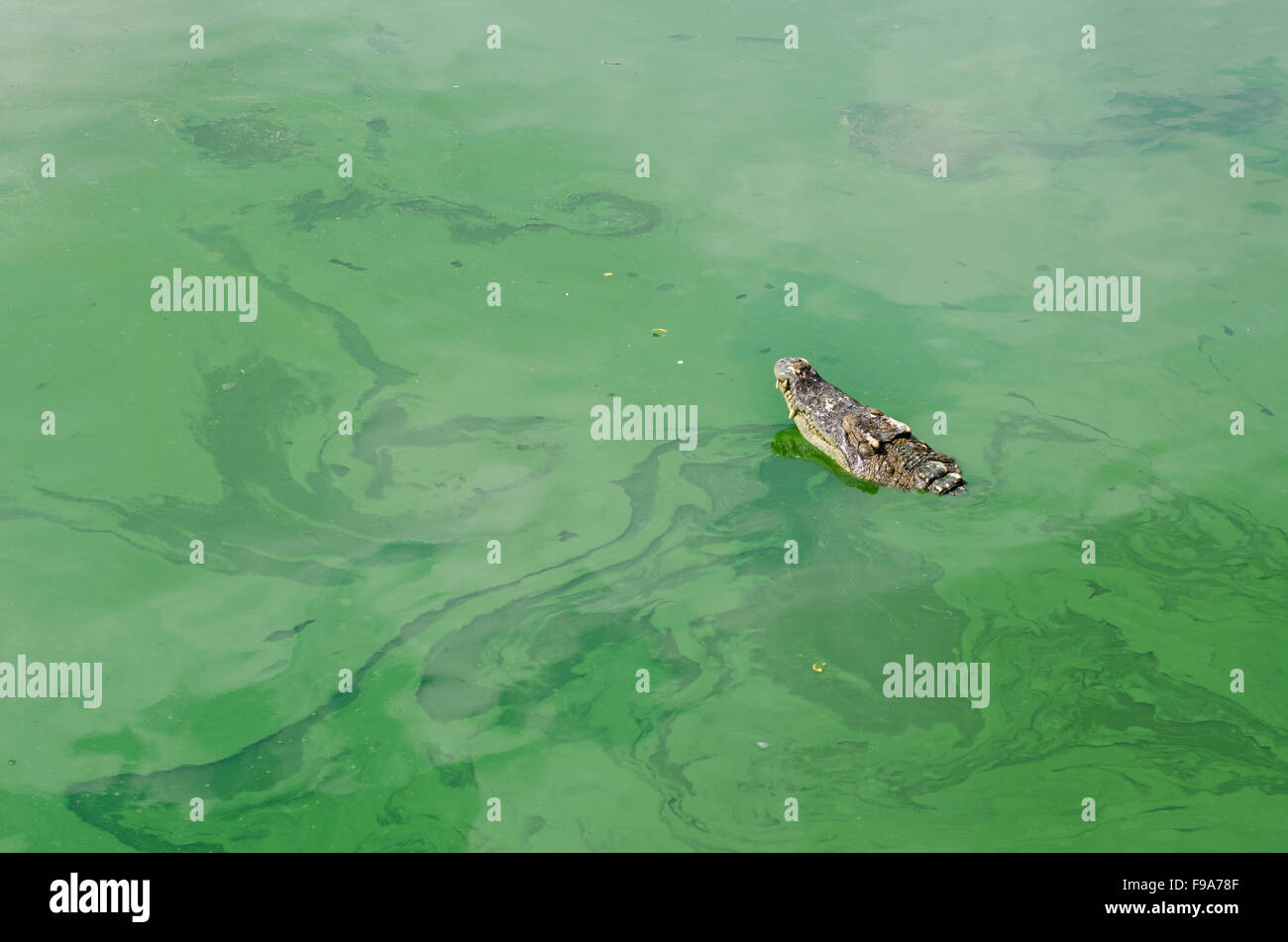 El cocodrilo nadando en el agua. Foto de stock