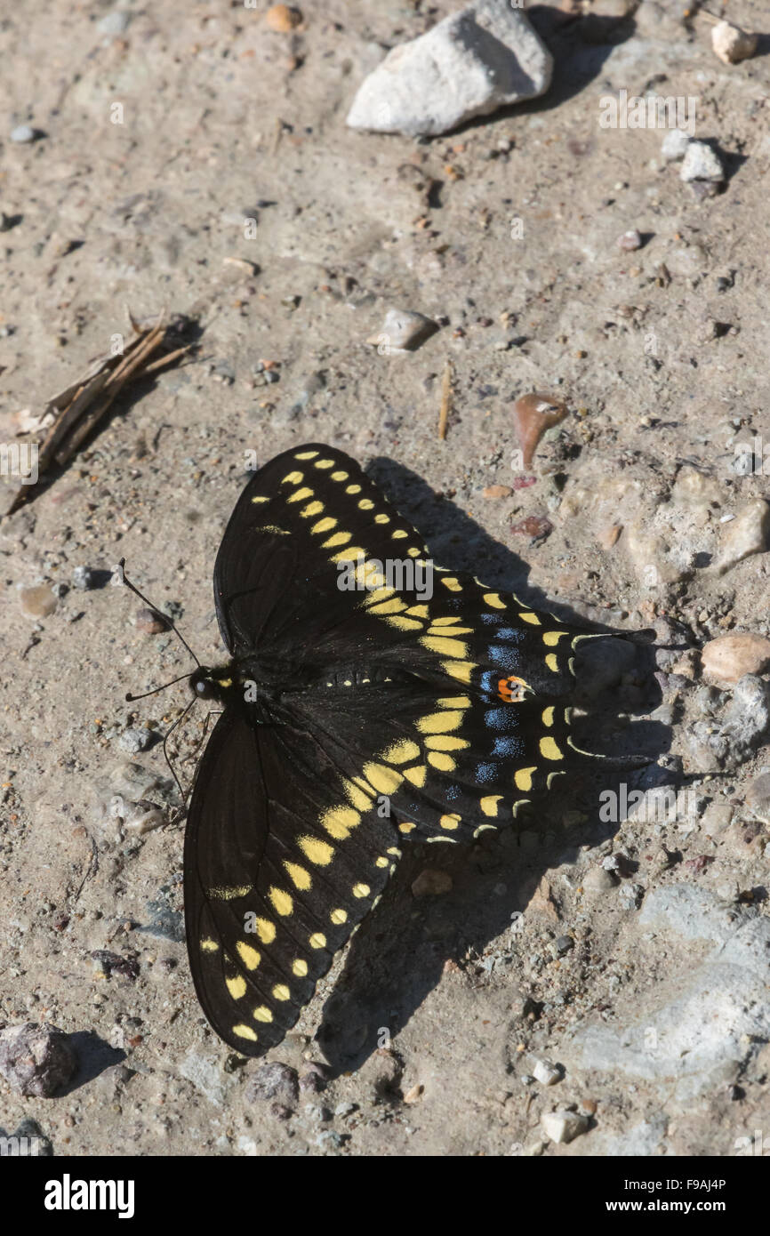 Un macho negro, especie Papilio polyxenes, beber un poco de humedad desde el desierto de barro Foto de stock