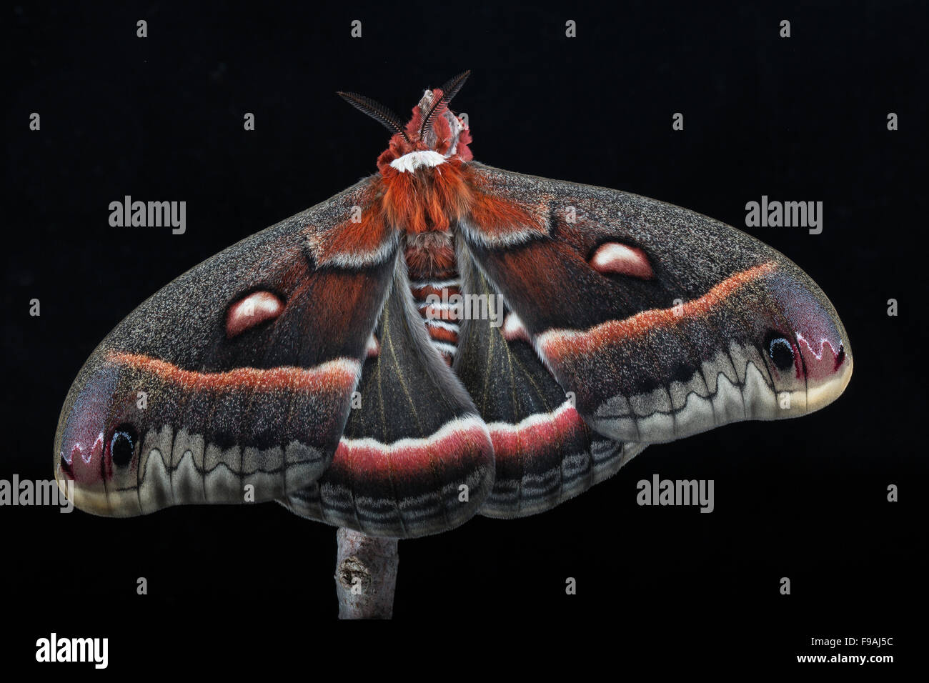 Recién surgido silkmoth Hyalophora cecropia, cecropia, sobre un fondo negro Foto de stock