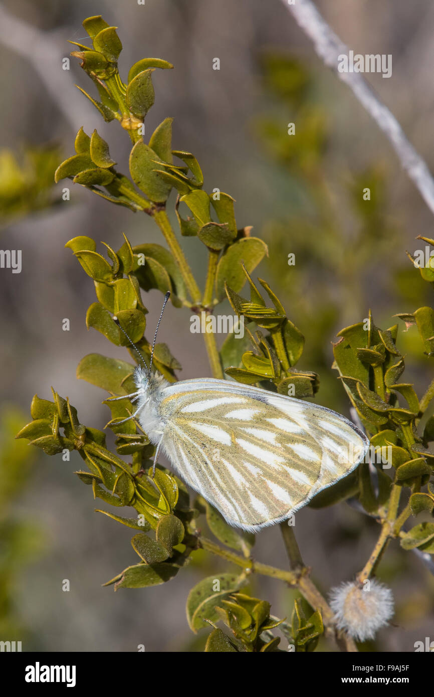 Una accidentada White Butterfly, Pontia protodice, asoleándose En un arbusto de creosota Foto de stock