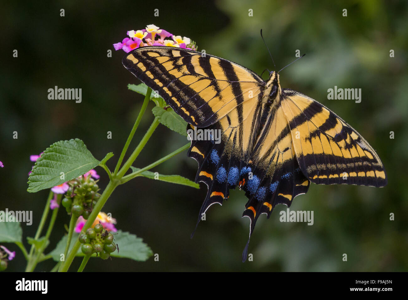 Tigre oriental, especie Papilio glaucus, alimentándose de una flor rosa y amarillo Lantana Foto de stock
