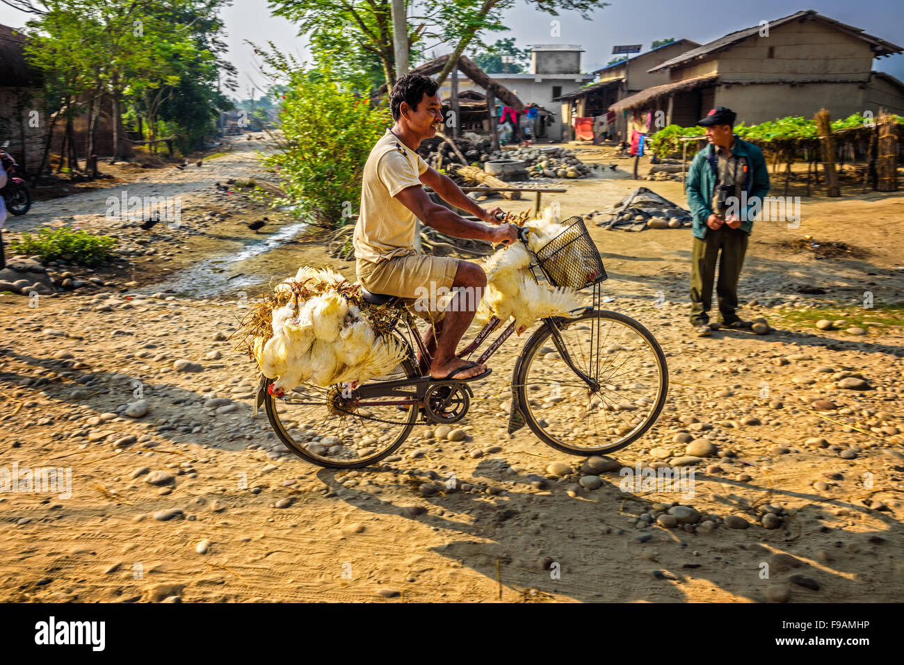 Hombre nepalés viajando en una bicicleta con un montón de gallinas vivas Foto de stock