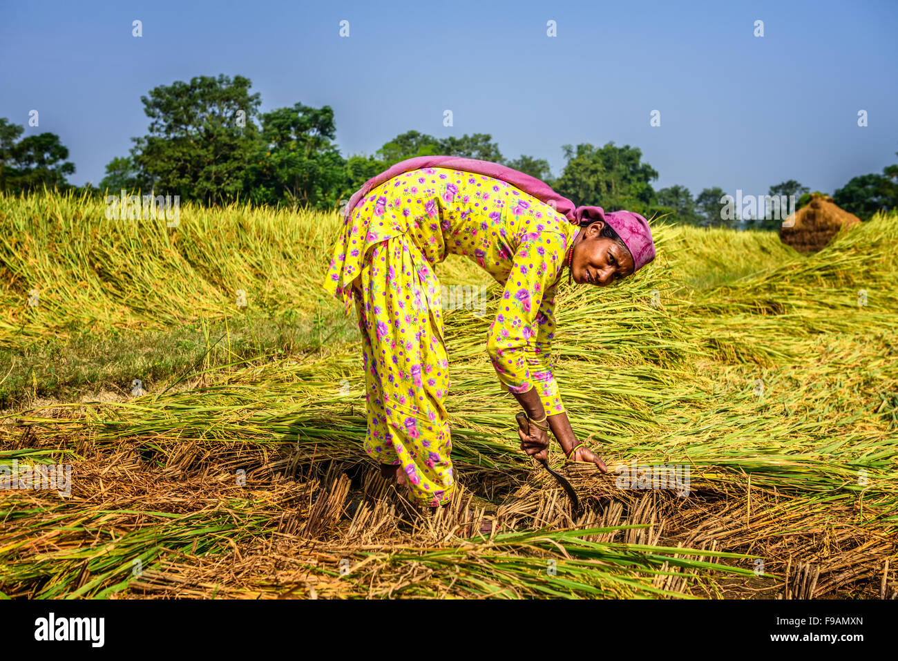 Mujer nepalesa trabajando en un campo de arroz al amanecer. Foto de stock