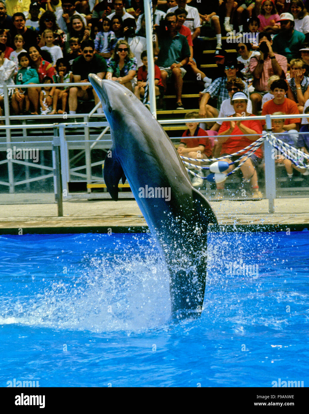 Los delfines mulares, el género Tursiops, esta es una de delfines cautivos en un parque marino. Foto de stock