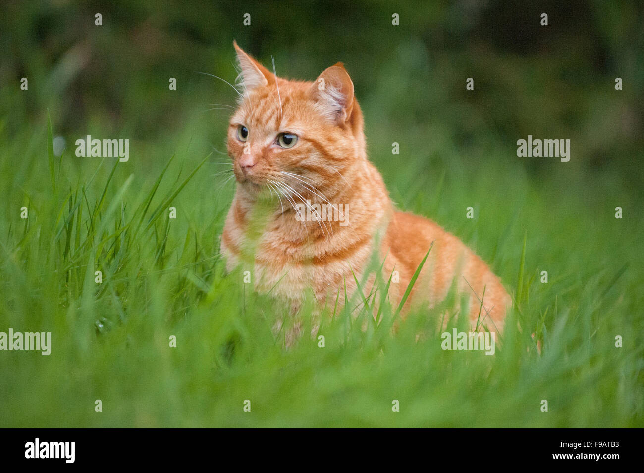 Ginger cat caza en pasto en Aberdeenshire, Escocia. Foto de stock