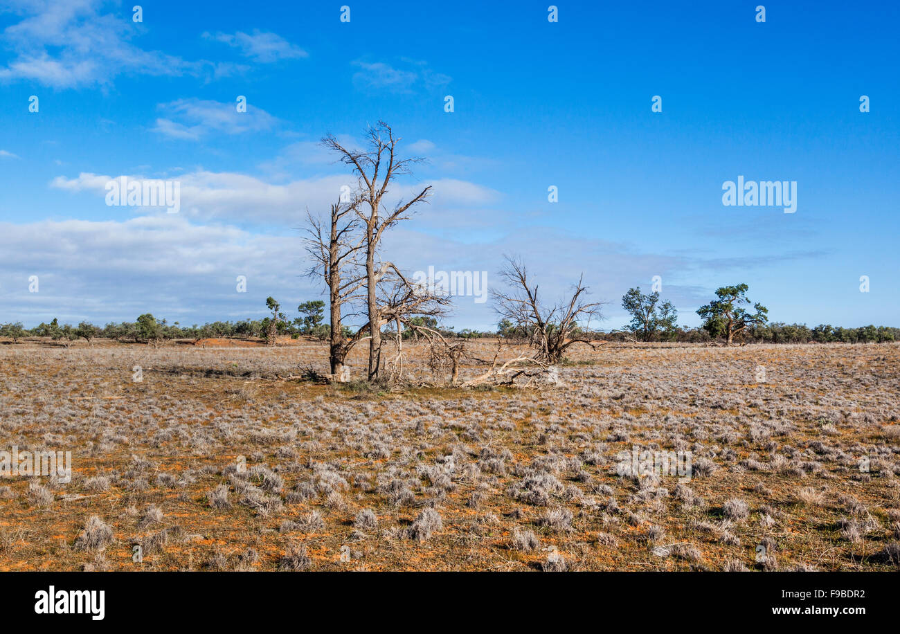 Sal y a lo largo de la llanura bluebush Menindee-Ivanhoe Road en el Lejano Oeste de Nueva Gales del Sur, Australia Foto de stock