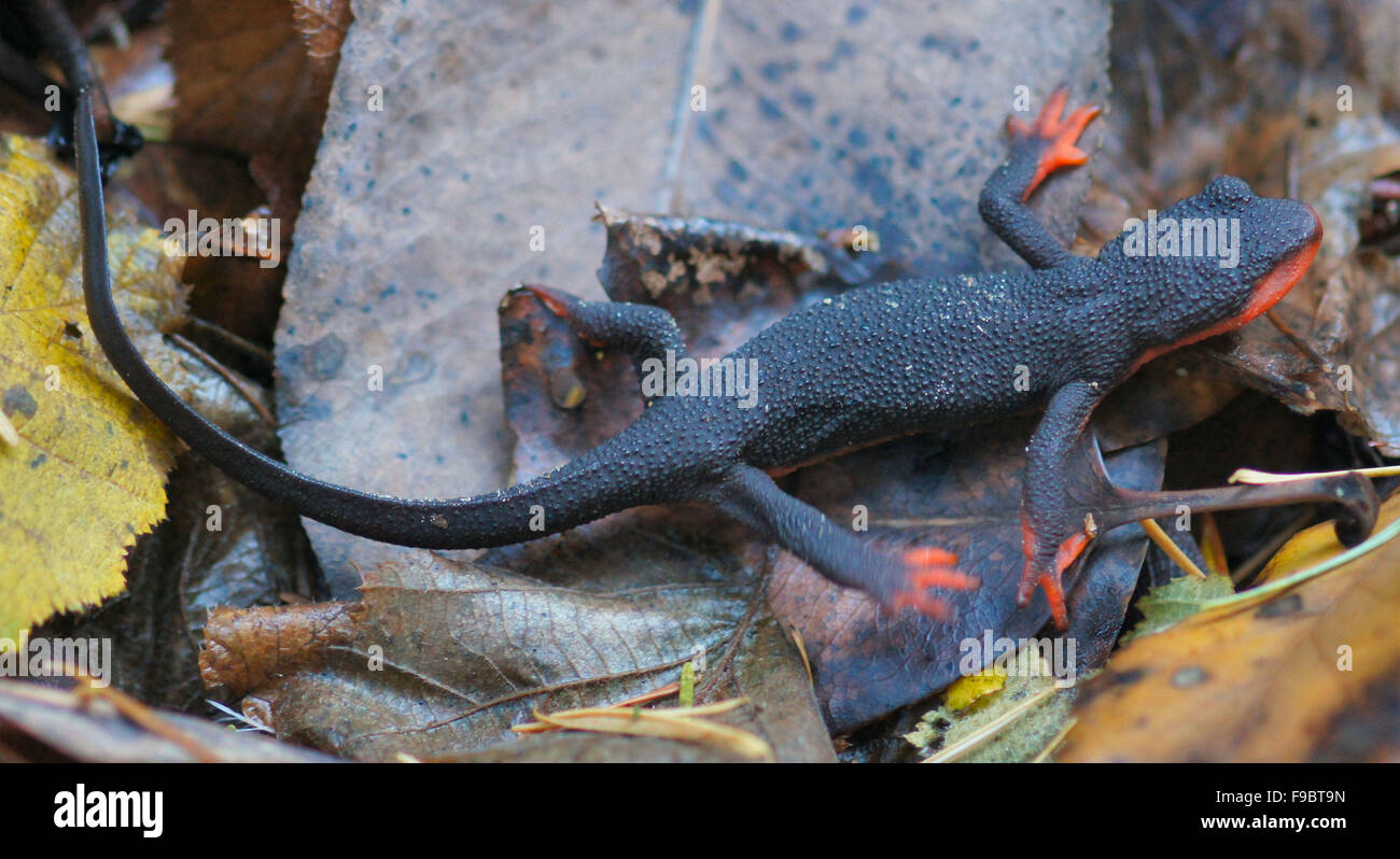 Rojo-curva, Newt Taricha rivularis, sobre hojas Foto de stock