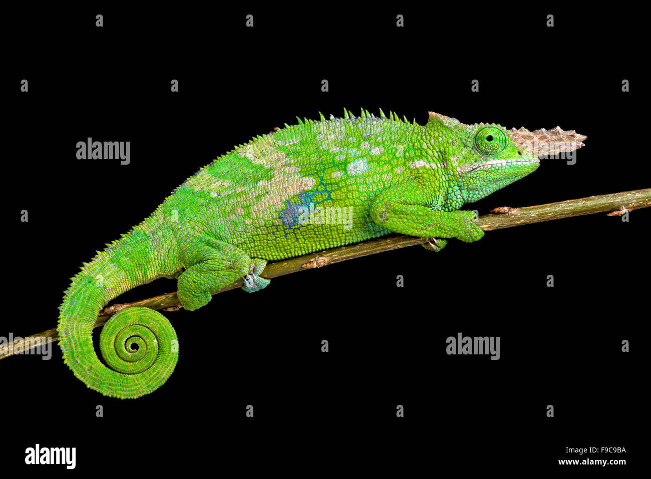 Fischer's Chameleon (Kinyongia fischeri ) Foto de stock