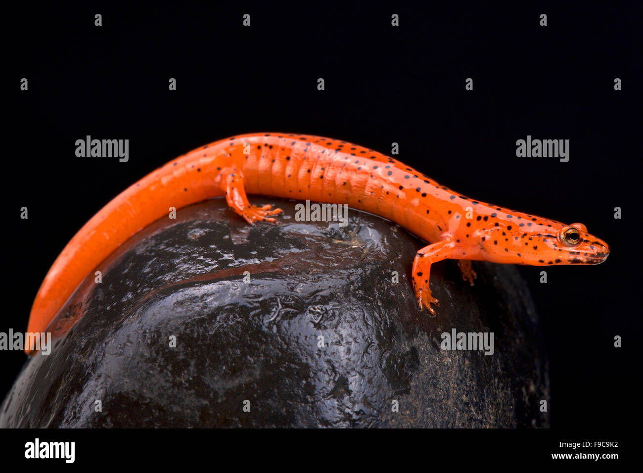 Salamandra (rojo Pseudotriton ruber) Foto de stock