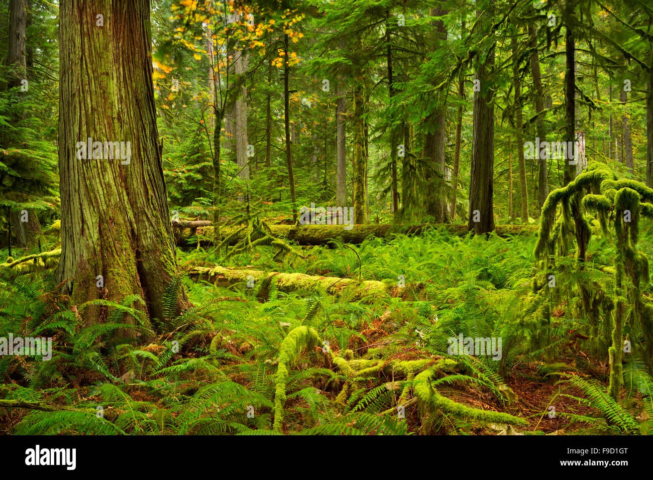 Selva exuberante en la Catedral Grove en la isla de Vancouver, Canadá. Foto de stock