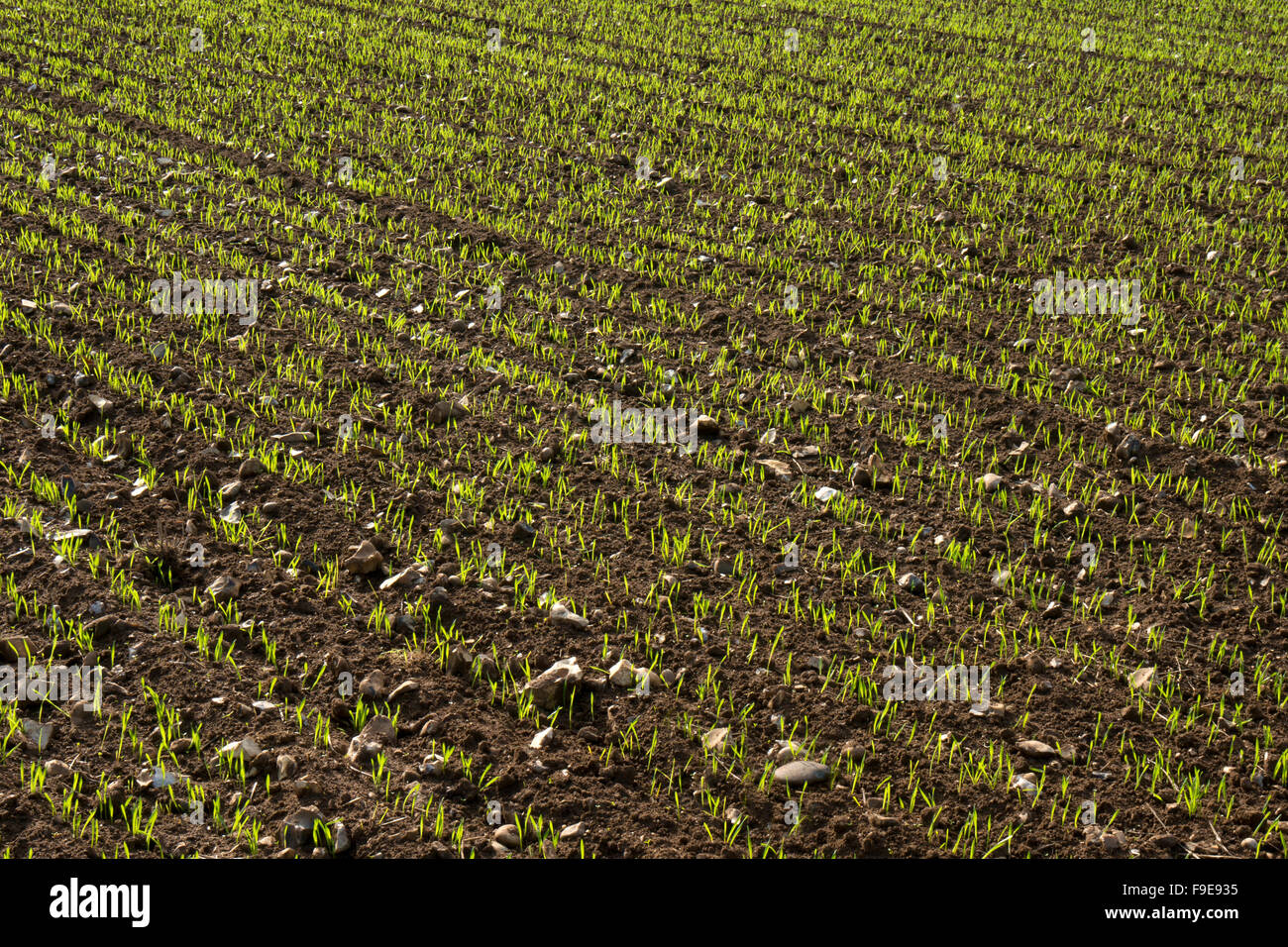 El cultivo en terrenos pedregosos, Norfolk, Inglaterra Foto de stock