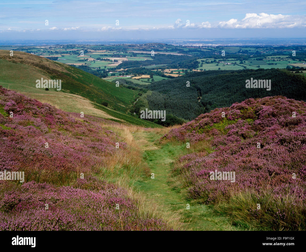 Moel Arthur Hill de la Edad de Hierro fort, una vista hacia el noreste de la entrada a las murallas hacia Deeside.Flintshire, North Wales, REINO UNIDO Foto de stock