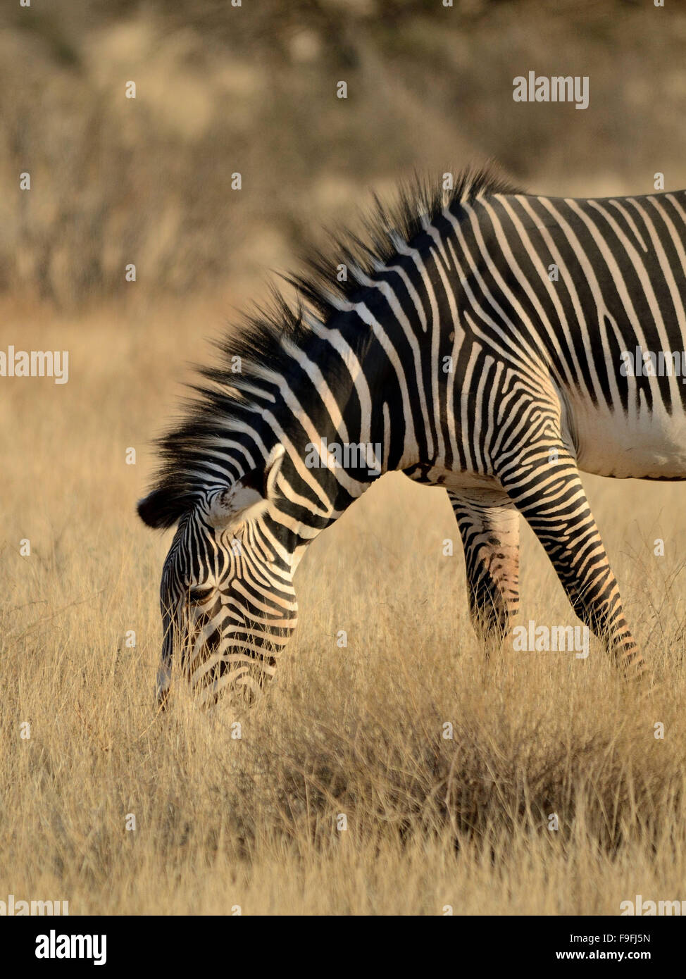 Grevy zebra una rara subespecie de zebra Foto de stock