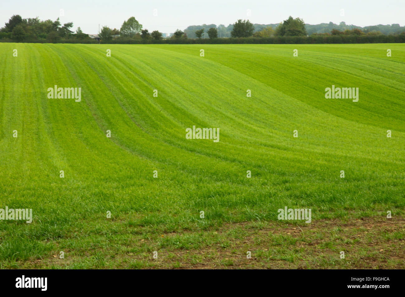 Hermosa Tierra De Pasto Ondulante De Lincolnshire Big Skies Y Pastos Verdes Tierras De Pasto Para La Alimentacion Del Ganado Y El Heno Fotografia De Stock Alamy