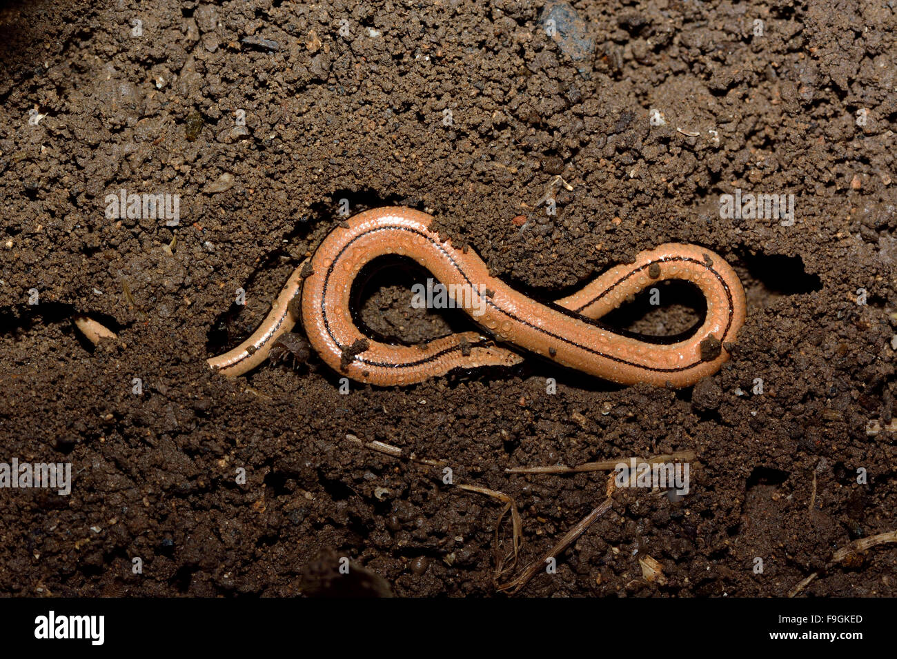 Gusano (lento "Sanguis fragilis) en el suelo en forma de una figura de ocho. Un lagarto legless menores expuestos en el suelo cuando se retira la cubierta Foto de stock