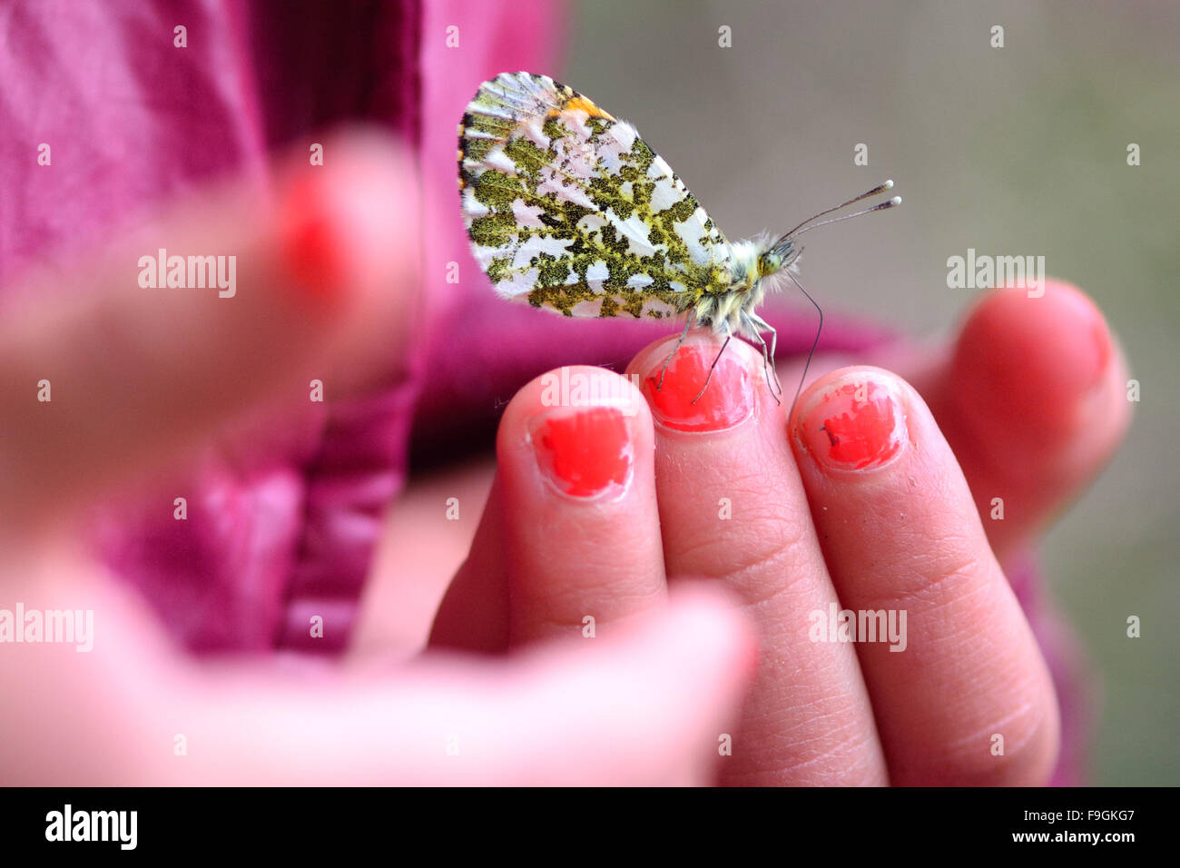 Una mariposa en la mano de un niño pequeño. Una mariposa de punta naranja despliega su probóscide mientras estaba sentado en el dedo de un yong chica. Foto de stock