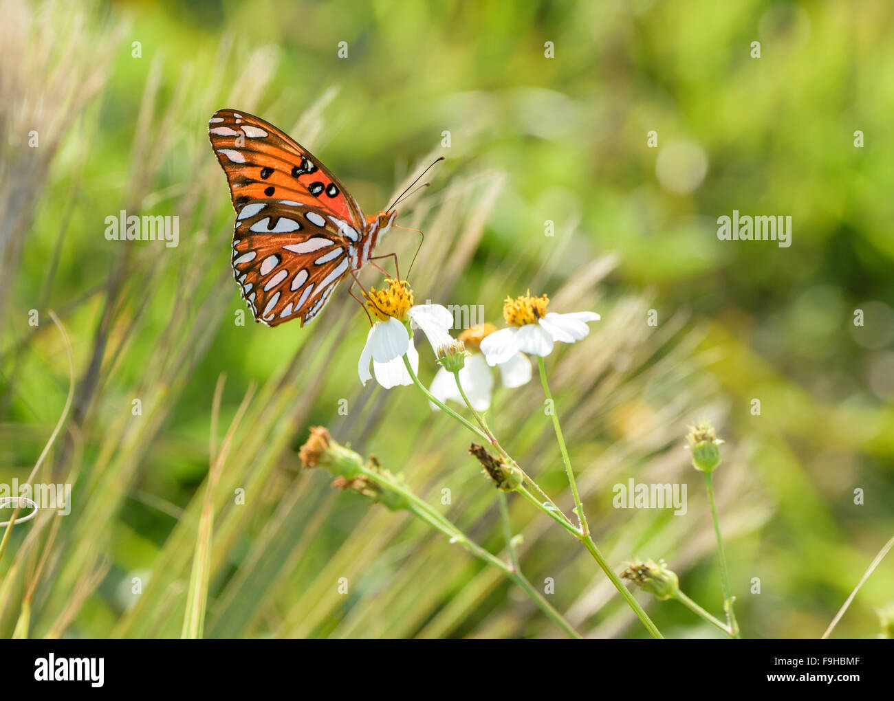 Speyeria mariposa sobre flores silvestres Foto de stock