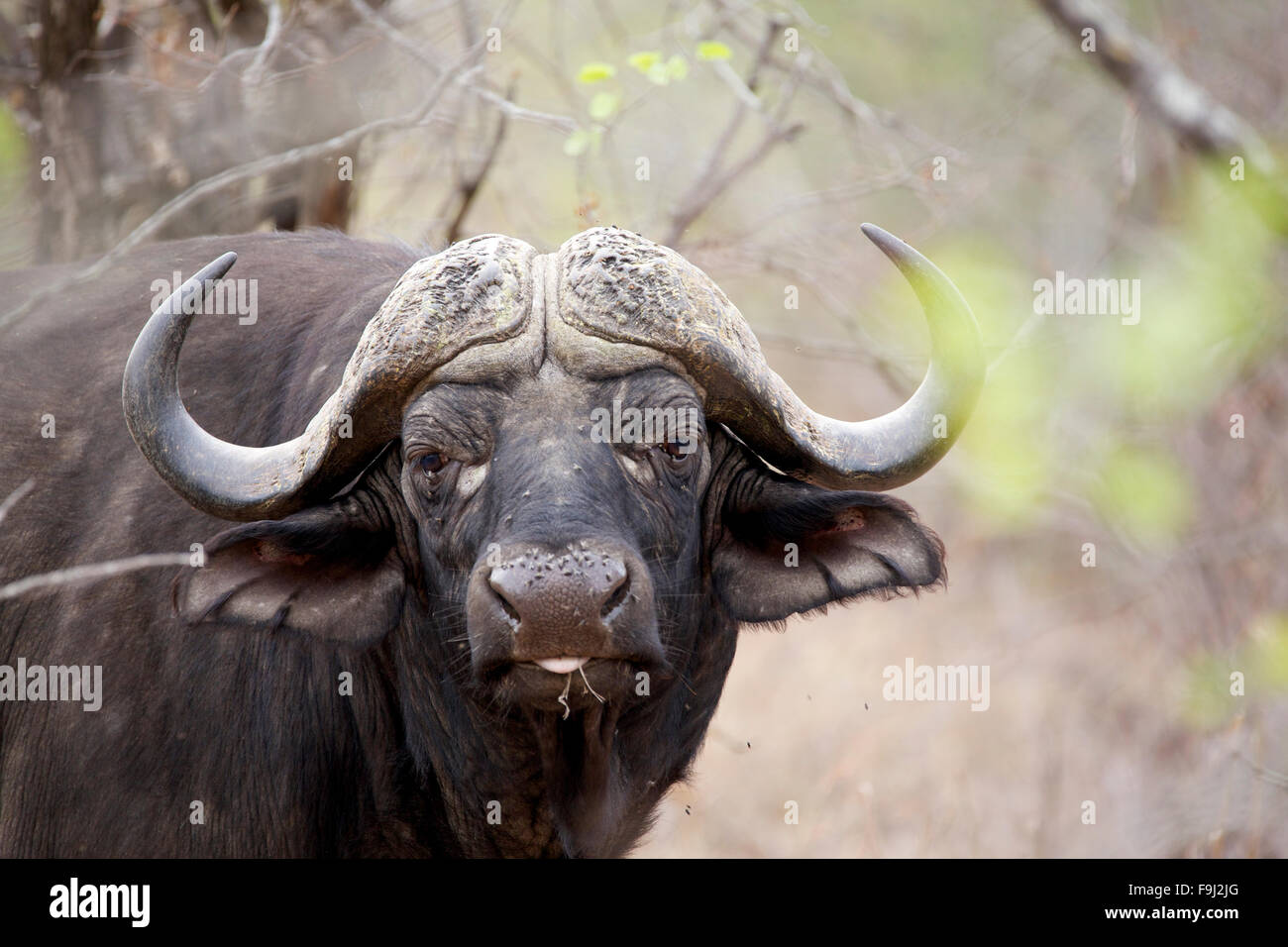 Acercamiento de un búfalo africano Bull en Gran Parque Nacional Kruger en Sudáfrica Foto de stock