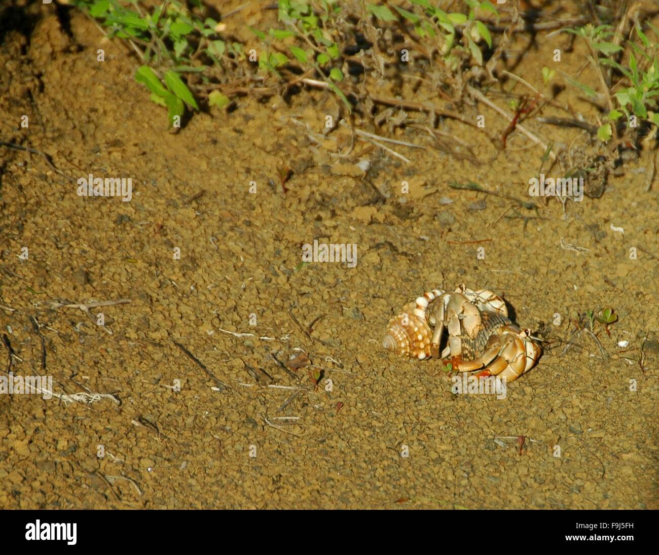 Un cangrejo ermitaño tamaños hasta su vecino del shell en la Isla Floreana, Galápagos, Ecuador. Foto de stock